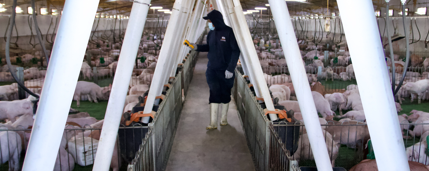 Trabajador inspeccionando un criadero de cerdos
