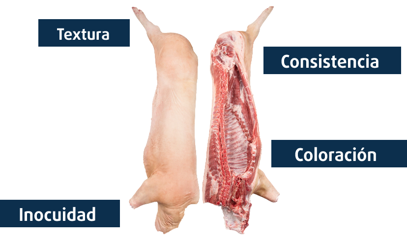 Descripción de características de canales de cerdo
