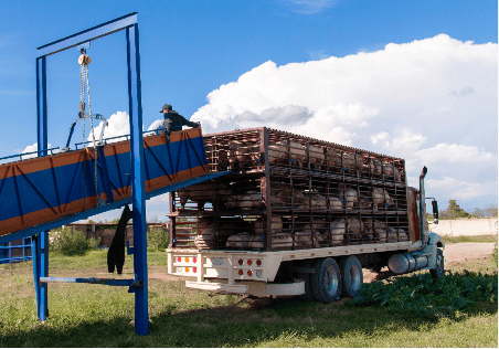 Camión subiendo cerdos para su venta
