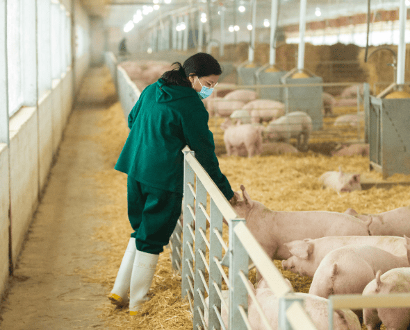 Veterinaria especializada en el cuidado de cerdos, garantizando su salud 