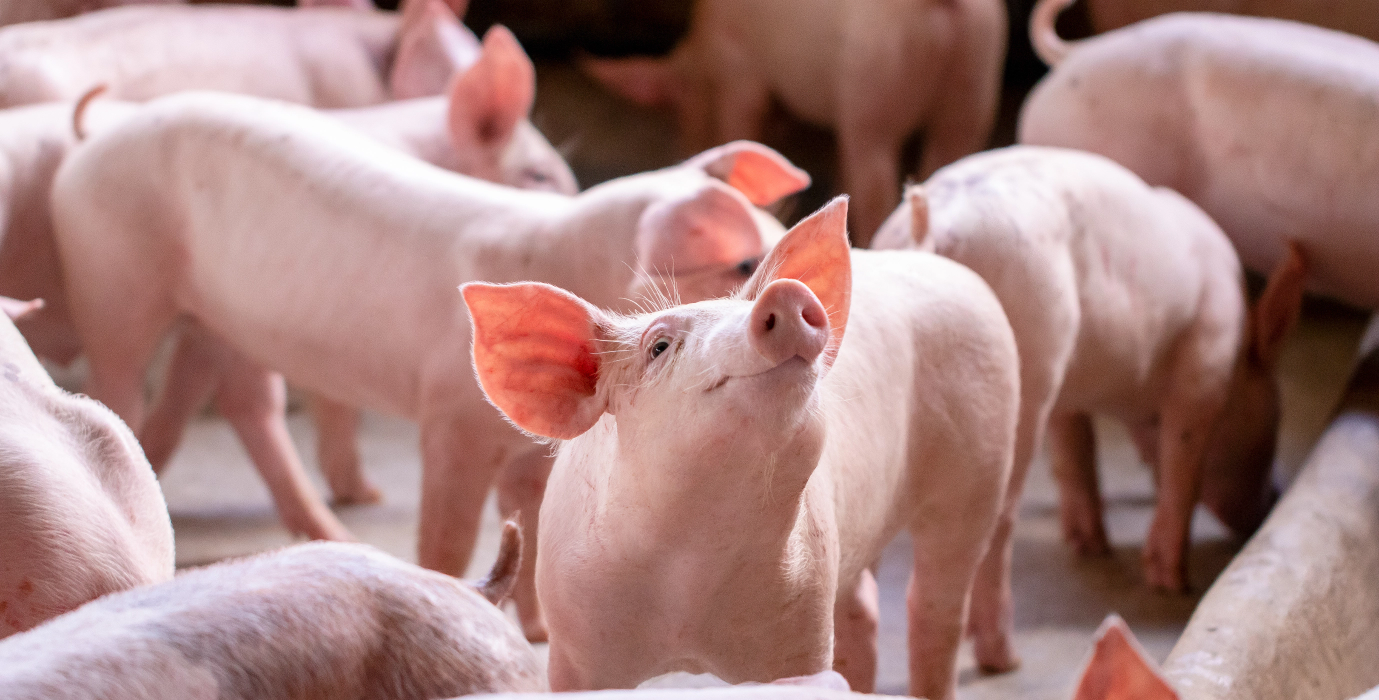 Venta, comercialización y distribución de cerdo en pie