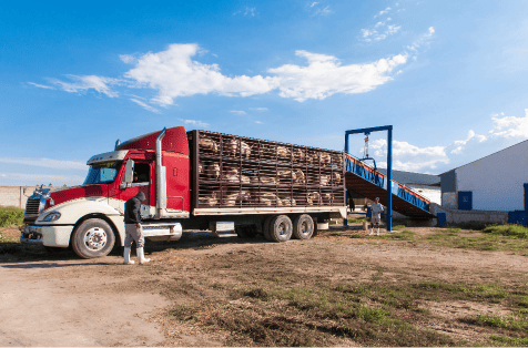 Camión cargando cerdos para su venta, listo para un proceso eficiente