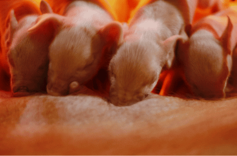 Lechones amamantándose, creciendo fuertes y saludables