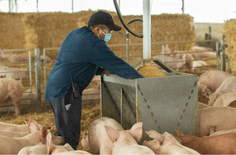 Trabajador de La Fortuna alimentando a los cerdos