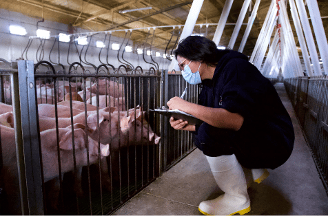 Veterinaria tomando nota del control de los cerdos