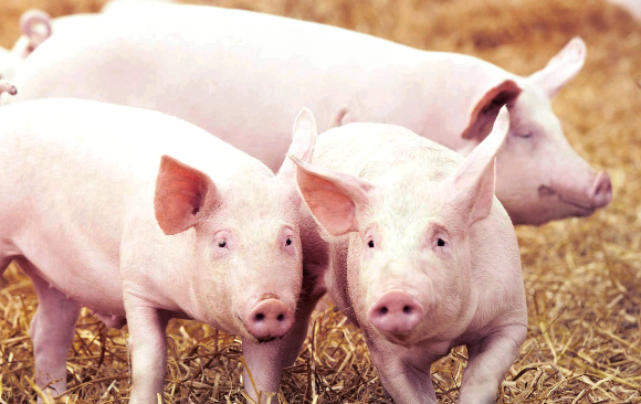 Mitos y realidades de la carne de cerdo.